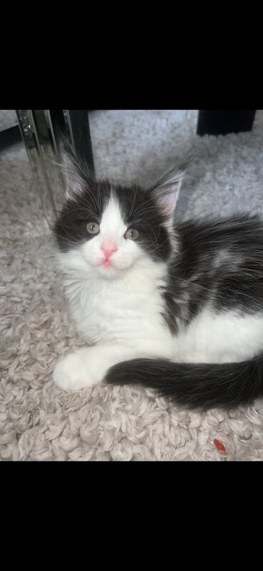 Maine Coon kittens for sale in Skegness, Lincolnshire – 9 weeks old - Image 2 of 3