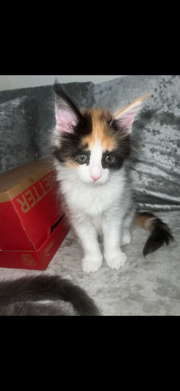 Maine Coon kittens for sale in Skegness, Lincolnshire – 9 weeks old - Image 3 of 3