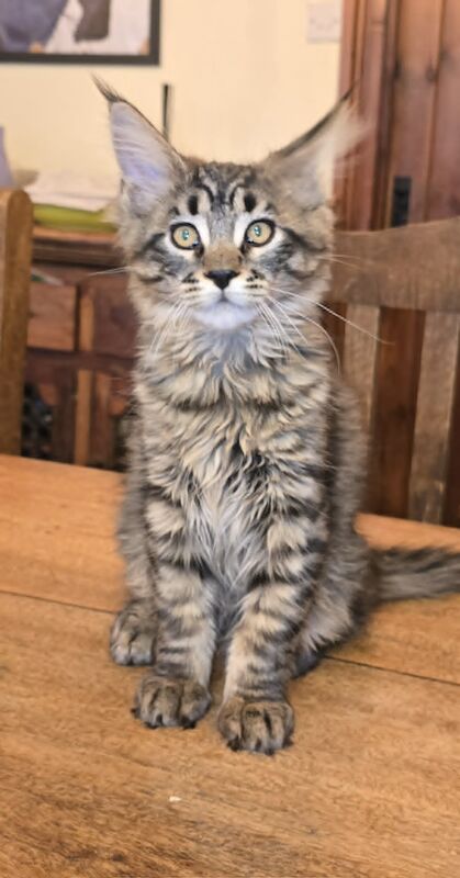 Beautiful big Maine Coon Kittens