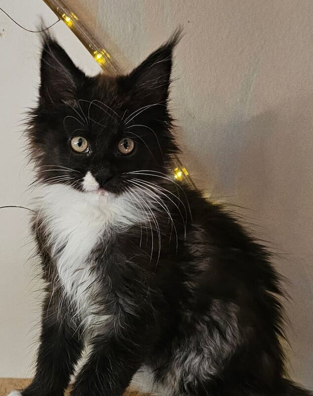 Maine Coon kittens for sale in Northampton, Northamptonshire – 3 months old