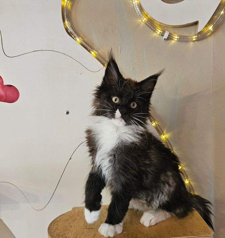 Maine Coon kittens for sale in Northampton, Northamptonshire – 3 months old - Image 2 of 3