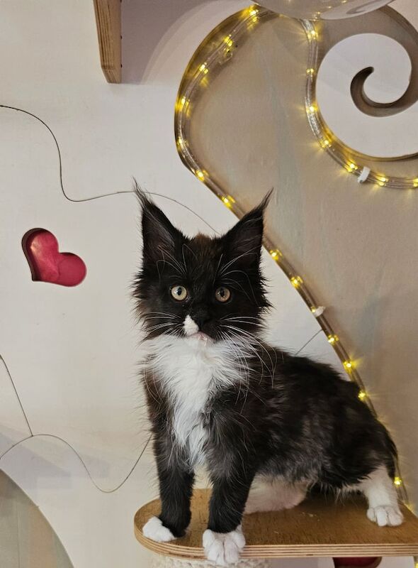 Maine Coon kittens for sale in Northampton, Northamptonshire – 3 months old - Image 3 of 3