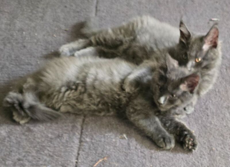 Maine Coon kittens for sale in Richmond, North Yorkshire – 12 weeks old