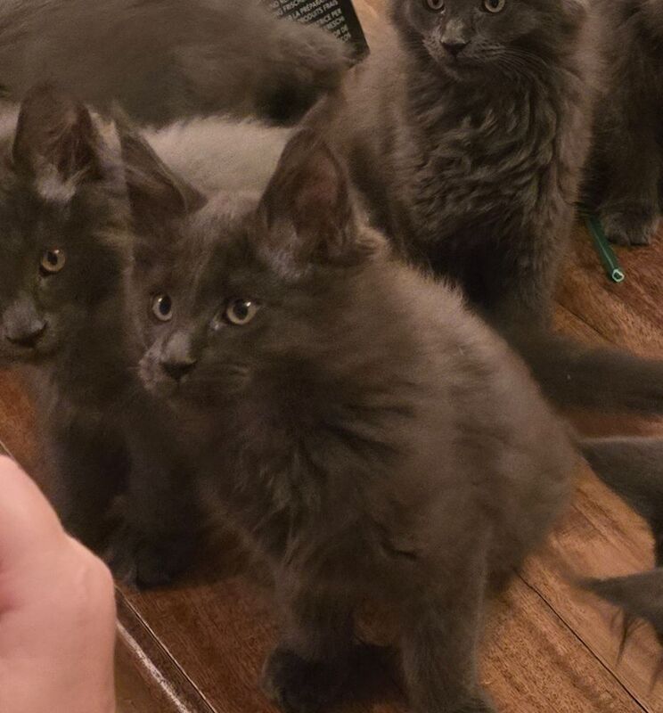 Maine Coon kittens for sale in Richmond, North Yorkshire – 7 months old - Image 2 of 8