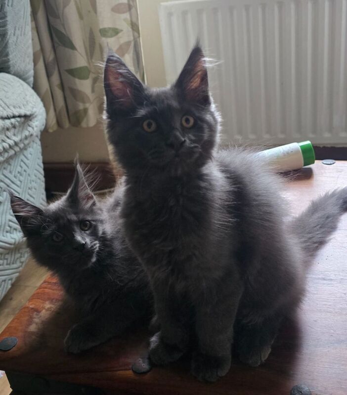 Maine Coon kittens for sale in Richmond, North Yorkshire – 7 months old - Image 3 of 8