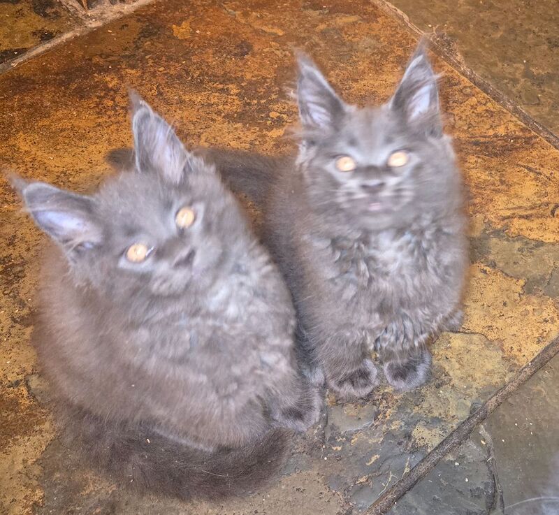 Maine Coon kittens for sale in Richmond, North Yorkshire – 7 months old - Image 4 of 8