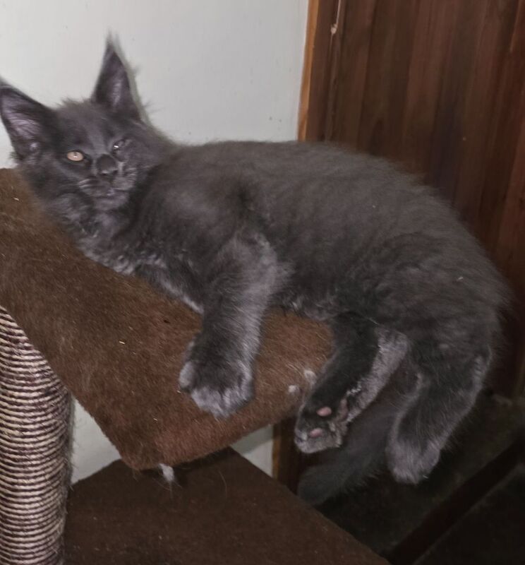 Maine Coon kittens for sale in Richmond, North Yorkshire – 7 months old - Image 5 of 8