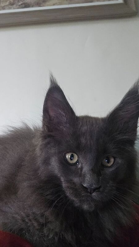 Maine Coon kittens for sale in Richmond, North Yorkshire – 7 months old - Image 6 of 8