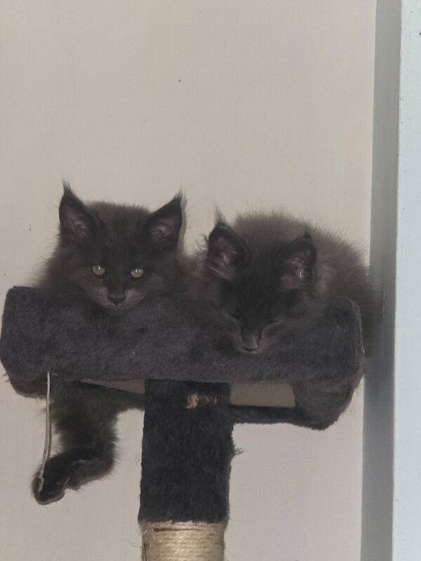 Maine Coon kittens for sale in Richmond, North Yorkshire – 7 months old - Image 7 of 8