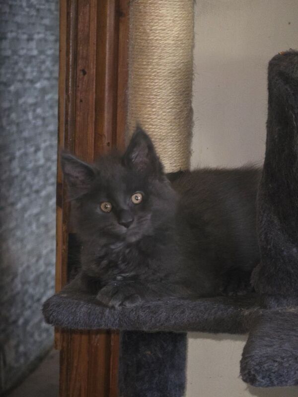 Maine Coon kittens for sale in Richmond, North Yorkshire – 7 months old - Image 8 of 8