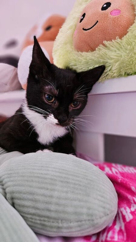 Maine Coon kittens for sale in Enfield, Greater London – 3 months old - Image 3 of 3