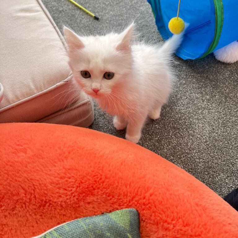 Maine Coon kittens for sale in Great Barr, West Midlands – 11 weeks old