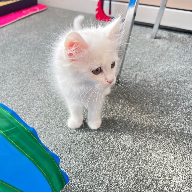 Maine Coon kittens for sale in Great Barr, West Midlands – 11 weeks old - Image 3 of 5