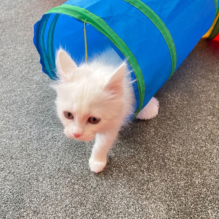 Maine Coon kittens for sale in Great Barr, West Midlands – 11 weeks old - Image 4 of 5