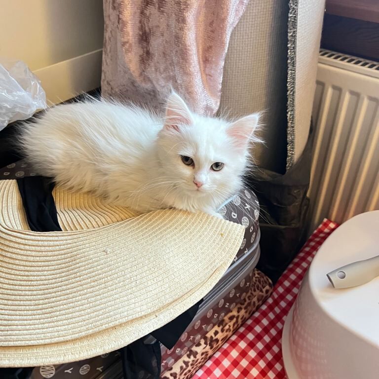 Maine Coon kittens for sale in Great Barr, West Midlands – 11 weeks old - Image 5 of 5