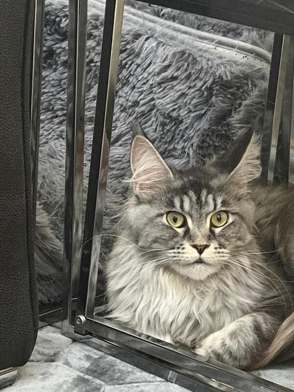 Beautiful Female Maine Coon Cat Looking for a Loving Home - Image 2 of 3