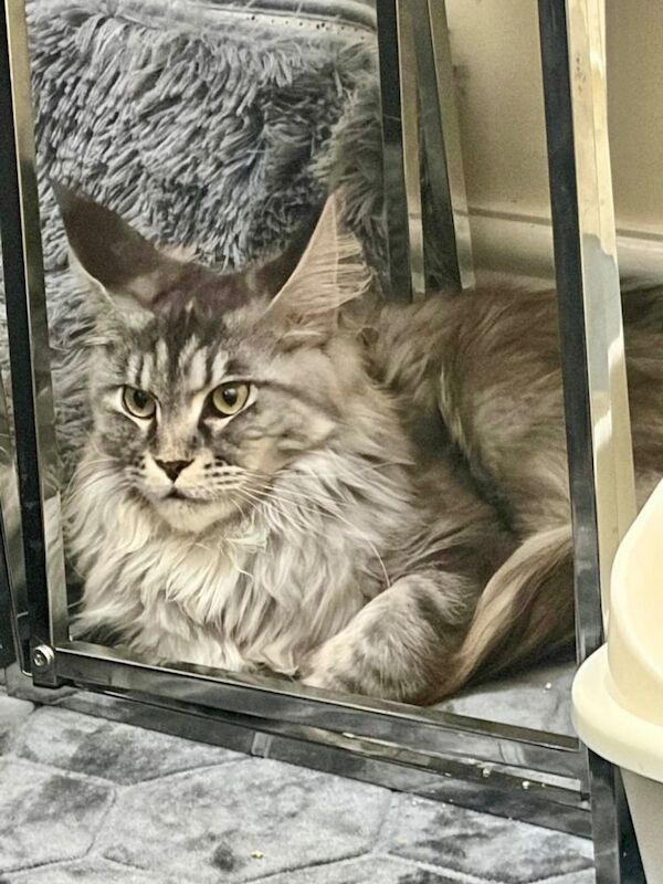 Beautiful Female Maine Coon Cat Looking for a Loving Home - Image 3 of 3