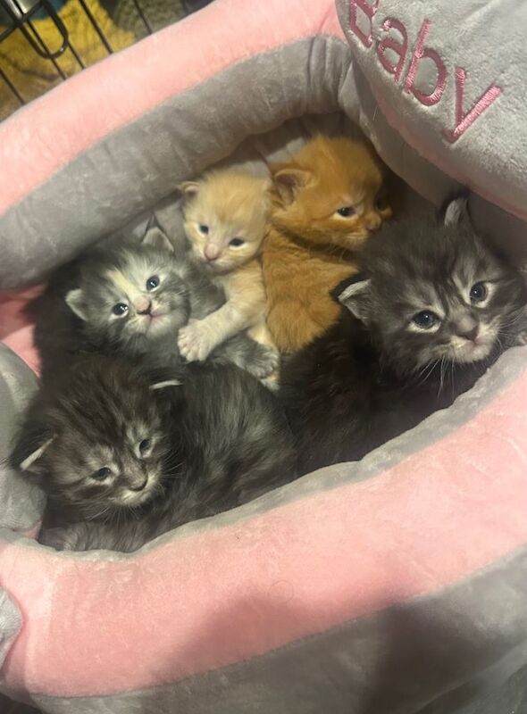 Beautiful full Maine coon Kittens for sale