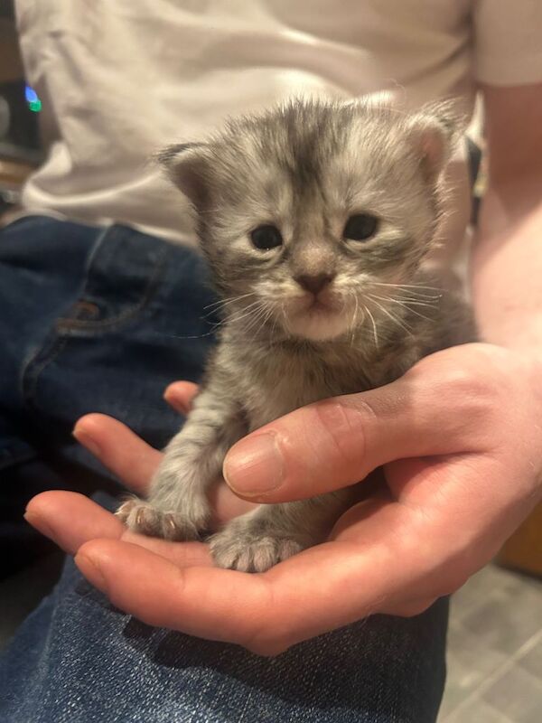 Beautiful full Maine coon Kittens for sale - Image 2 of 5