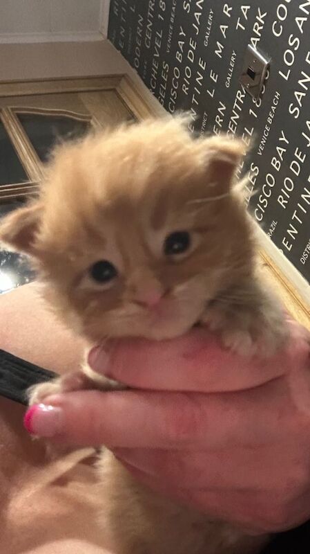 Beautiful full Maine coon Kittens for sale - Image 3 of 5