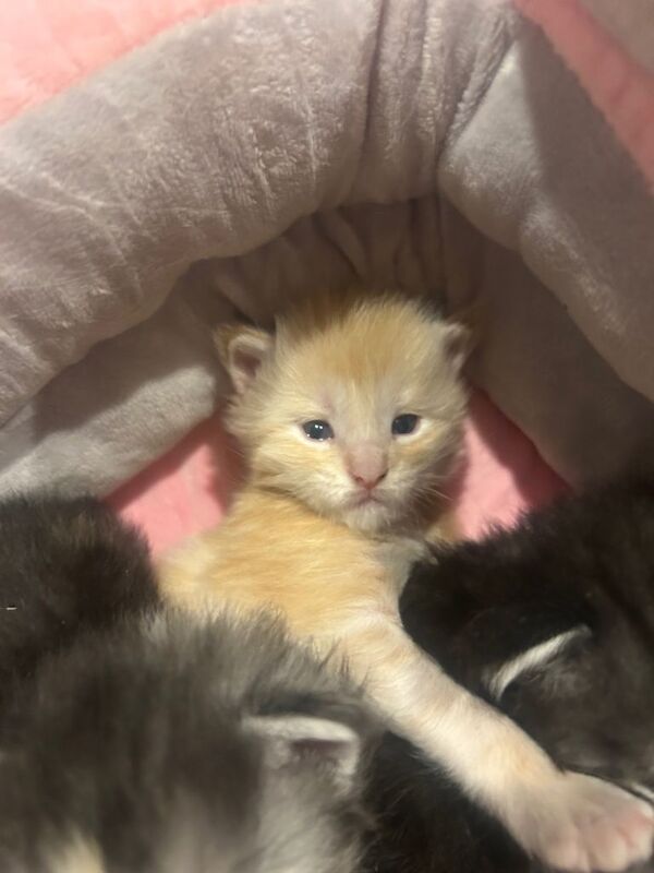 Beautiful full Maine coon Kittens for sale - Image 4 of 5
