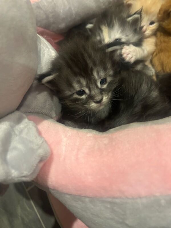 Beautiful full Maine coon Kittens for sale - Image 5 of 5
