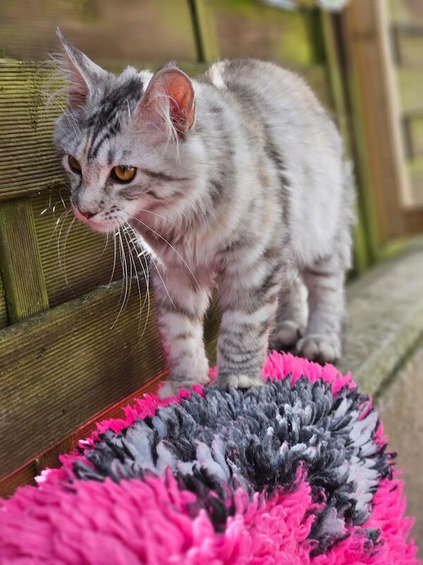 Maine Coon kittens for sale in Aspatria, Cumbria – 5 months old