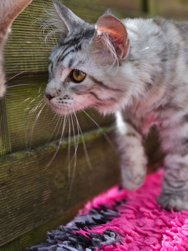 Maine Coon kittens for sale in Aspatria, Cumbria – 5 months old - Image 2 of 7