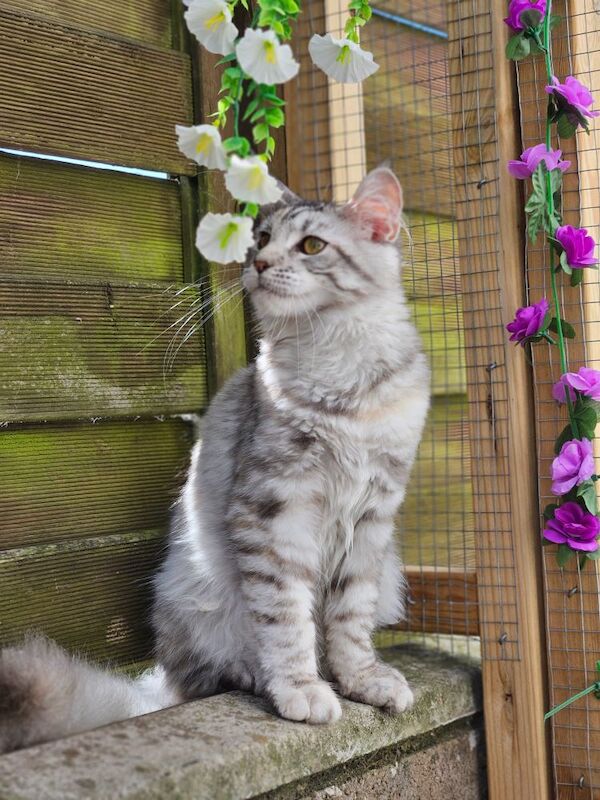 Maine Coon kittens for sale in Aspatria, Cumbria – 5 months old - Image 3 of 7