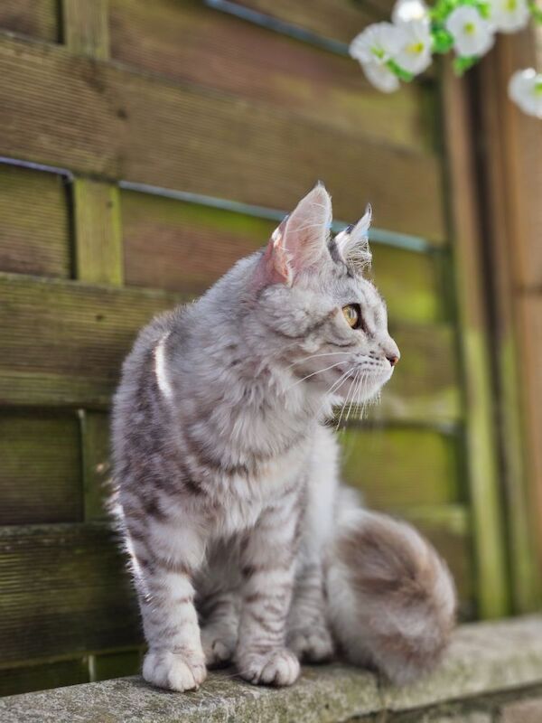 Maine Coon kittens for sale in Aspatria, Cumbria – 5 months old - Image 4 of 7