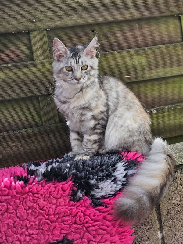 Maine Coon kittens for sale in Aspatria, Cumbria – 5 months old - Image 5 of 7