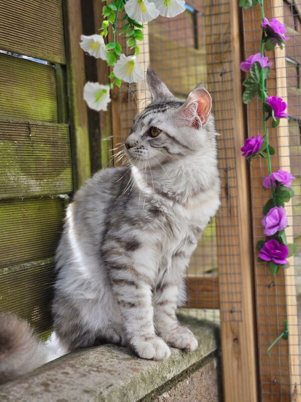 Maine Coon kittens for sale in Aspatria, Cumbria – 5 months old - Image 7 of 7