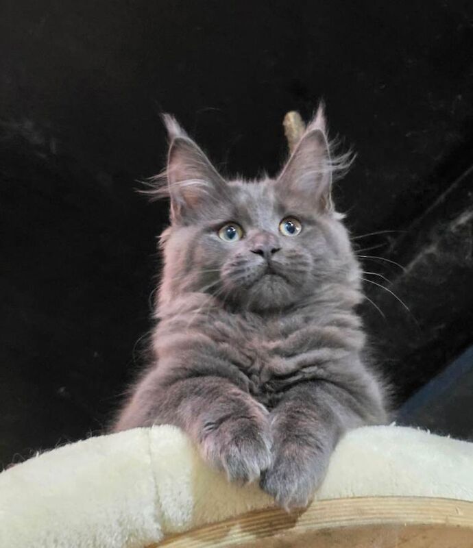 TICA Registered Maine Coon Kittens For Sale