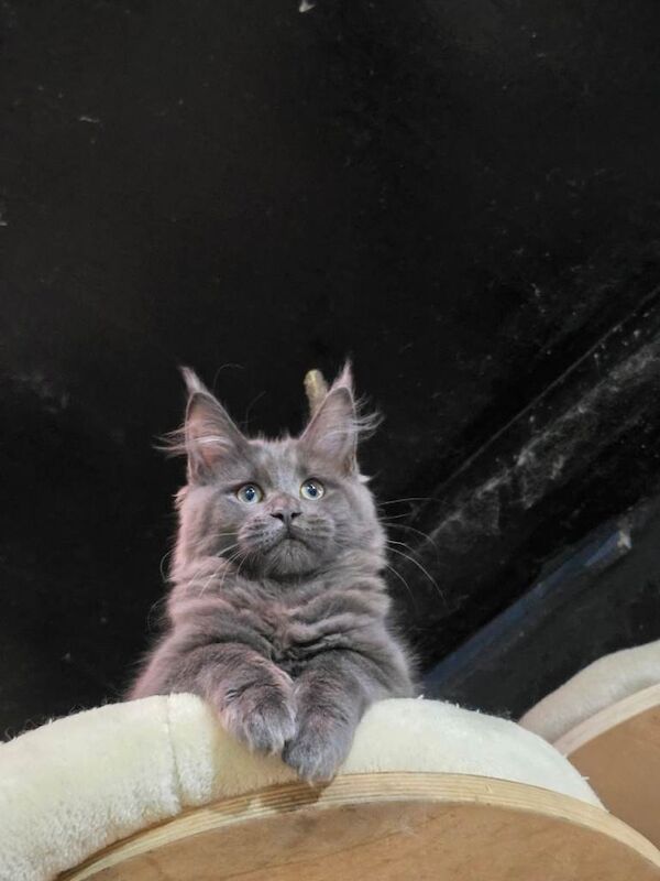 Beautiful gccf pet registered maine Coon kittens blue smoke - Image 2 of 4