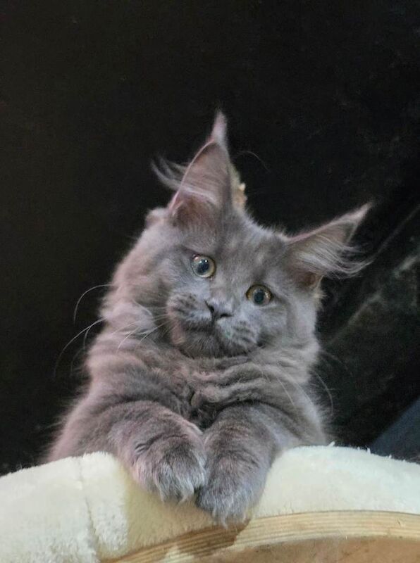 Beautiful gccf pet registered maine Coon kittens blue smoke - Image 3 of 4