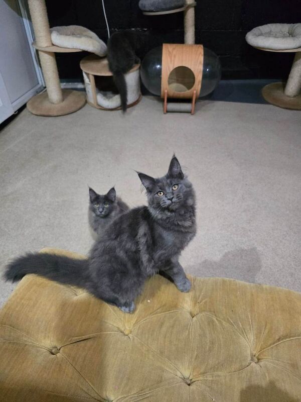 Beautiful gccf pet registered maine Coon kittens blue smoke - Image 4 of 4