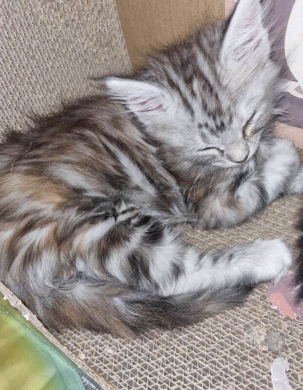 TICA Registered Maine Coon Kittens For Sale