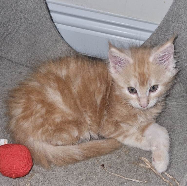 Beautiful GCCF registered litter - Image 2 of 5