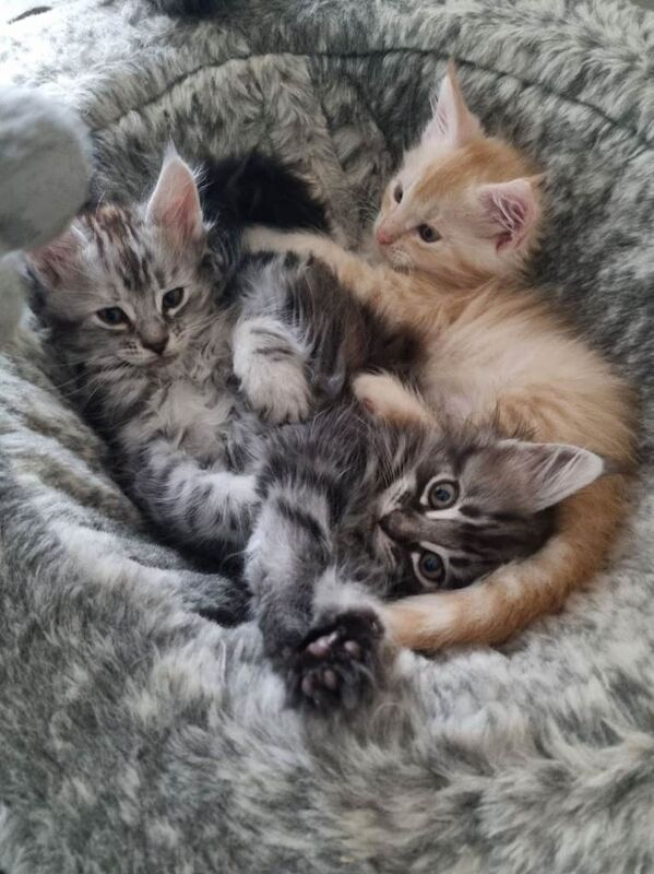 Beautiful GCCF registered litter - Image 3 of 5