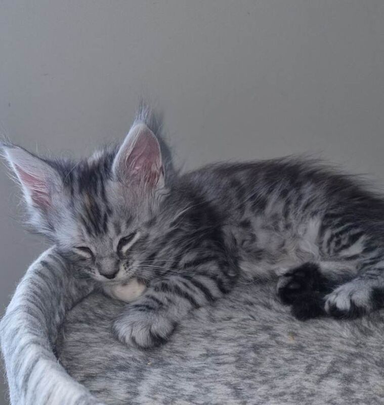 Beautiful GCCF registered litter - Image 4 of 5