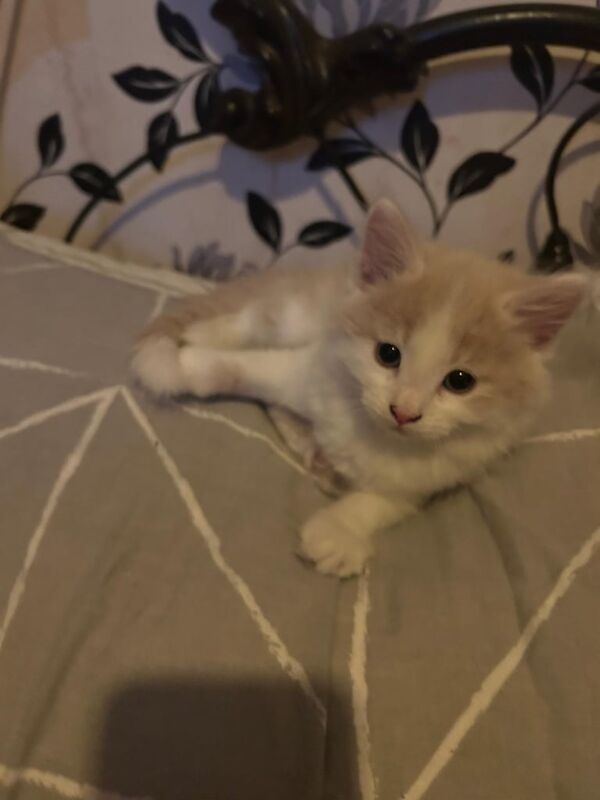 Beautiful ginger kittens for sale in Whitechapel, Greater London