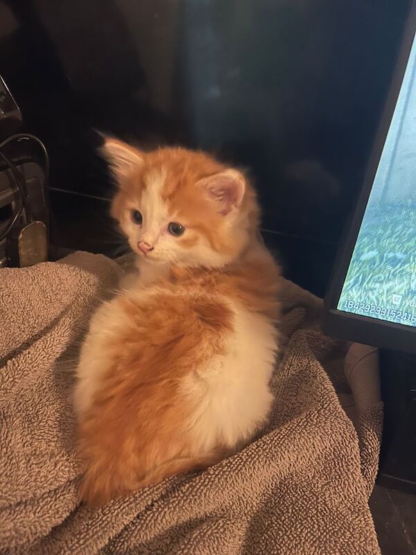 Beautiful ginger kittens for sale in Whitechapel, Greater London | Image 2