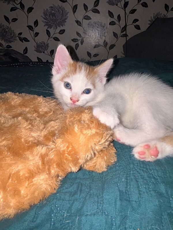Beautiful ginger kittens for sale in Whitechapel, Greater London | Image 3