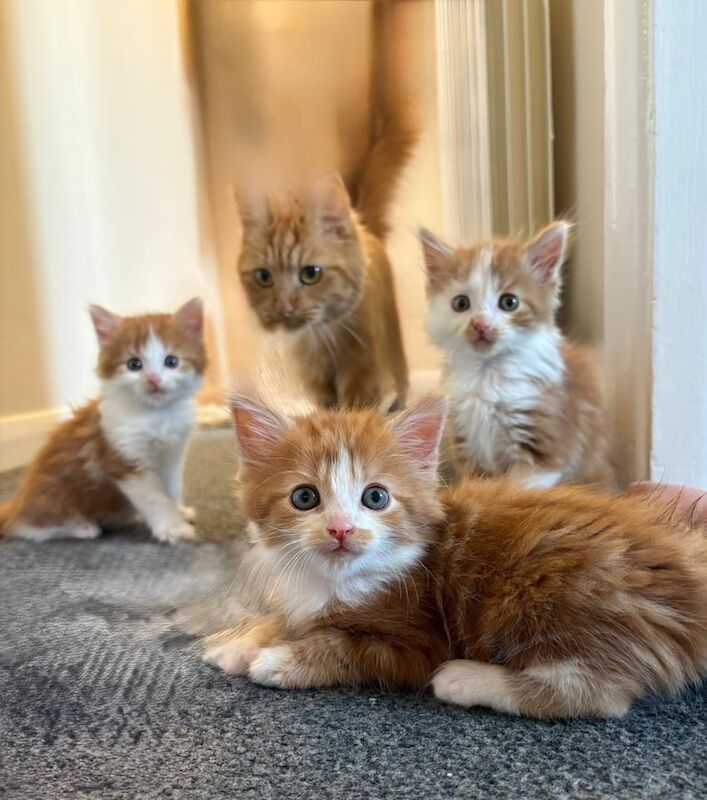 Maine Coon kittens for sale in Hartlepool, Durham – 6 weeks old