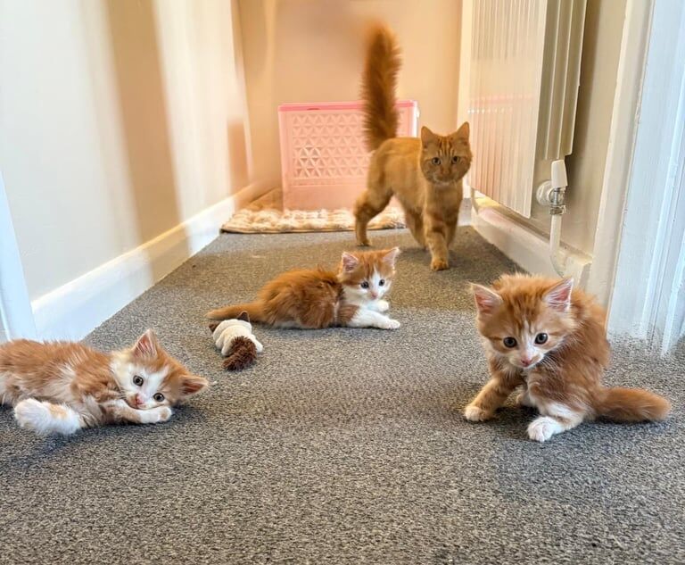 Maine Coon kittens for sale in Hartlepool, Durham – 6 weeks old - Image 2 of 3