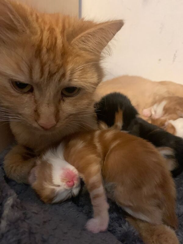 Maine Coon kittens for sale in Hartlepool, Durham – 6 weeks old - Image 3 of 3