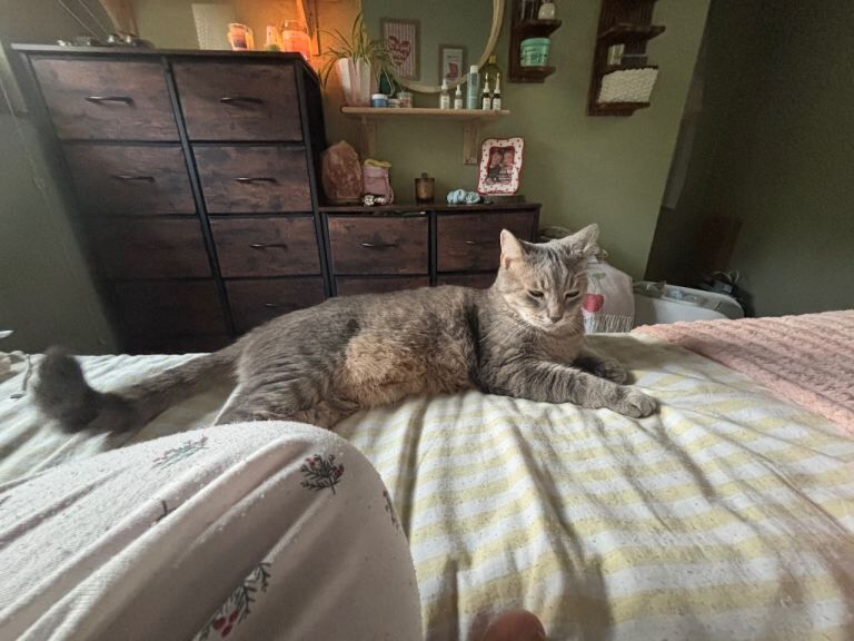 Beautiful Grey Bengal X Maine Coon