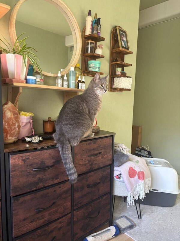 Beautiful Grey Bengal X Maine Coon - Image 2 of 5
