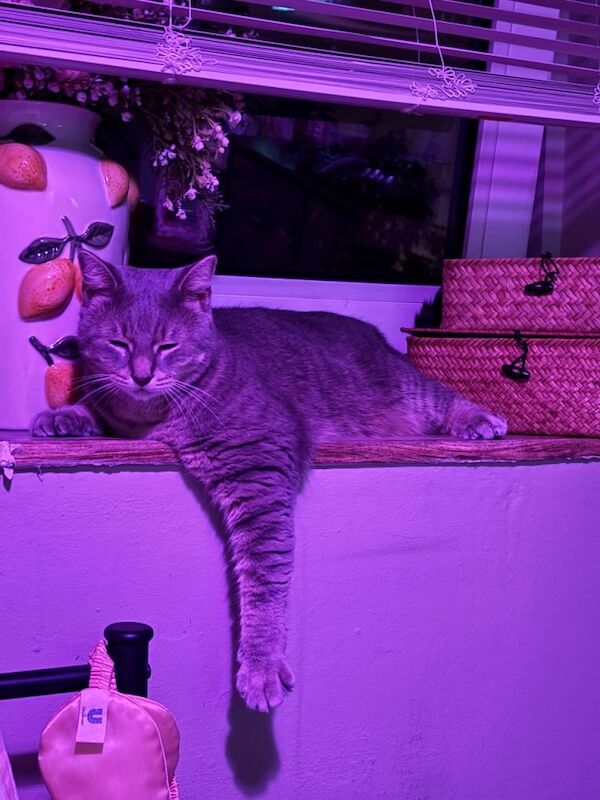 Beautiful Grey Bengal X Maine Coon - Image 3 of 5