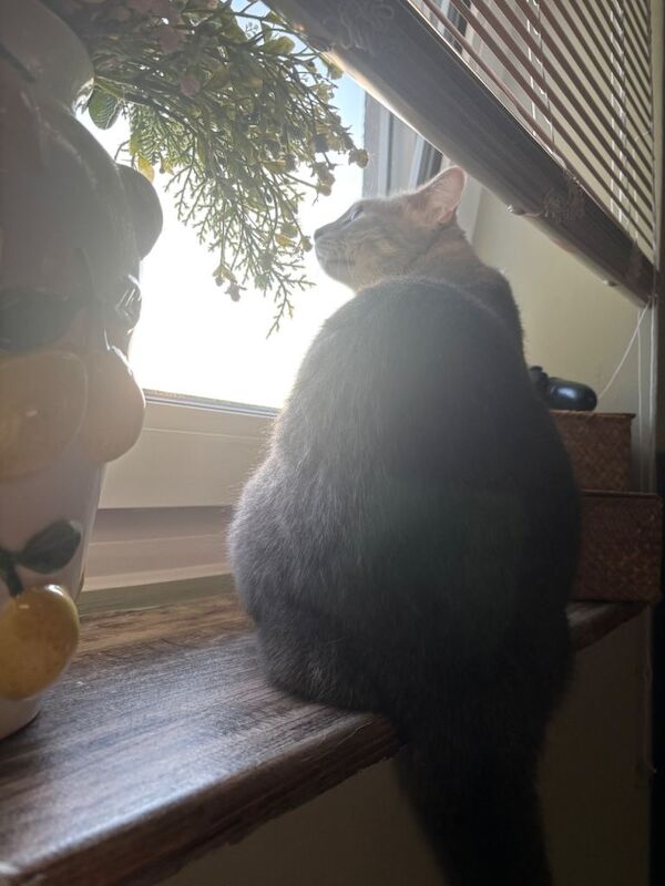 Beautiful Grey Bengal X Maine Coon - Image 4 of 5